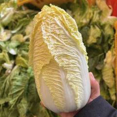 推荐湖北【黄心】娃娃菜