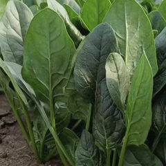 精品菠菜，产地直发大量供应各大市场 商超 学校 食堂