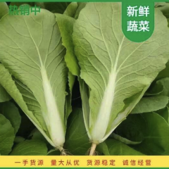 快菜 奶白菜 杭白 毛白菜