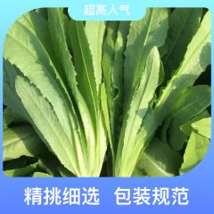 山东菏泽大棚温室种植深绿色油麦菜新鲜发货