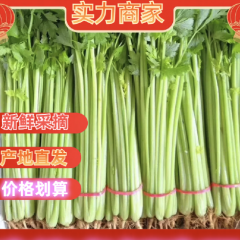 山东聊城精品香芹 质优价廉，一手货源，质量保证，货源充足！