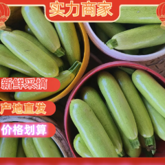 山东谷无损伤绿皮西葫芦 0.5~1斤单个包装新鲜发货